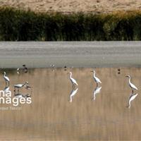 نقش تالاب‌ها در حفظ اکوسیستم/ هشدار کارشناسان برای انقراض گونه‌ها