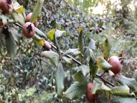 ازگیلِ وحشی در طبیعت روستای زیارِتکلا هزارجریب شهرستان نکا