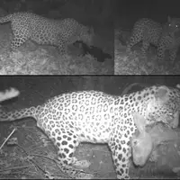 پلنگ‌های قزوین شناسنامه‌دار می‌شوند