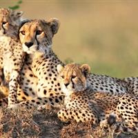 معاون سازمان محیط‌زیست: میاندشت جاجرم زیستگاهی بی‌نظیر برای یوزپلنگ است