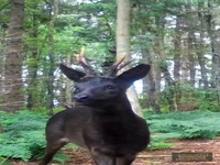 گوزن زرد نوعی نادر از شوکای معمولی