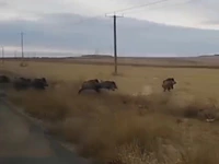 عبور عجیب گله گراز وحشی از جاده ای در شهرستان راز خراسان شمالی