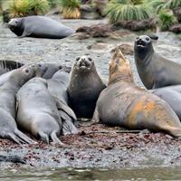 آنفلوآنزای پرندگان بلای جانِ فُک‌های فیلی در «جورجیای جنوبی»