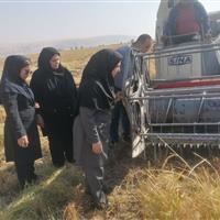 افزایش ۶۴ درصدی کشت مکانیزه کلزا در دره‌شهر