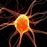 نقش شگفت‌انگیز سلول‌های ایمنی در شکل‌گیری اضطراب