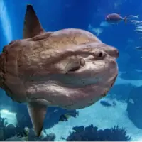 با سان‌فیش، عجیب‌ترین و به‌دردنخورترین ماهی اقیانوس آشنا شوید