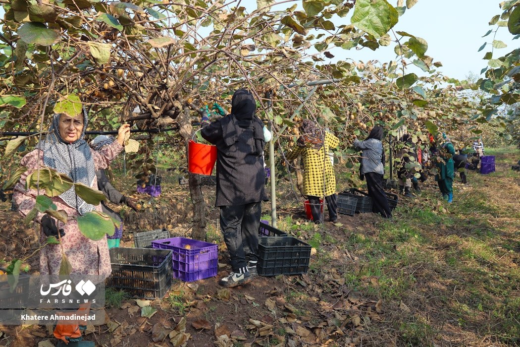 عکس/ برداشت کیوی صادراتی در گیلان
