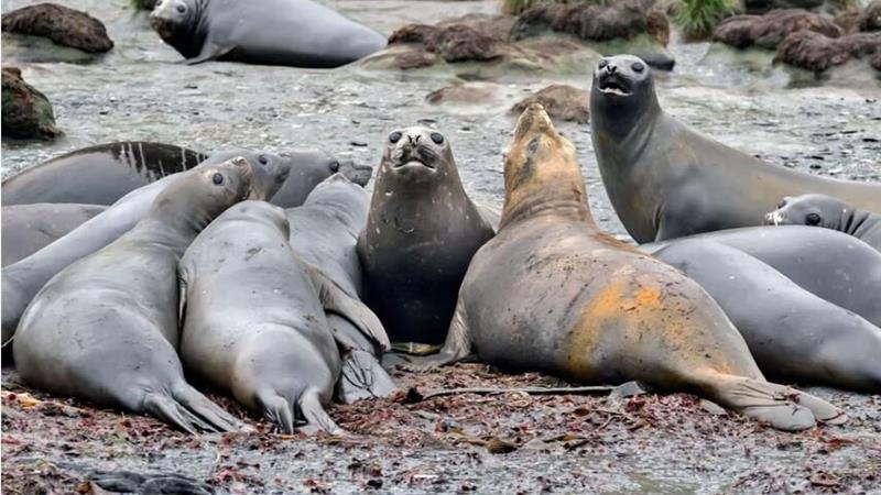 آنفلوآنزای پرندگان بلای جانِ فُکهای فیلی در «جورجیای جنوبی»