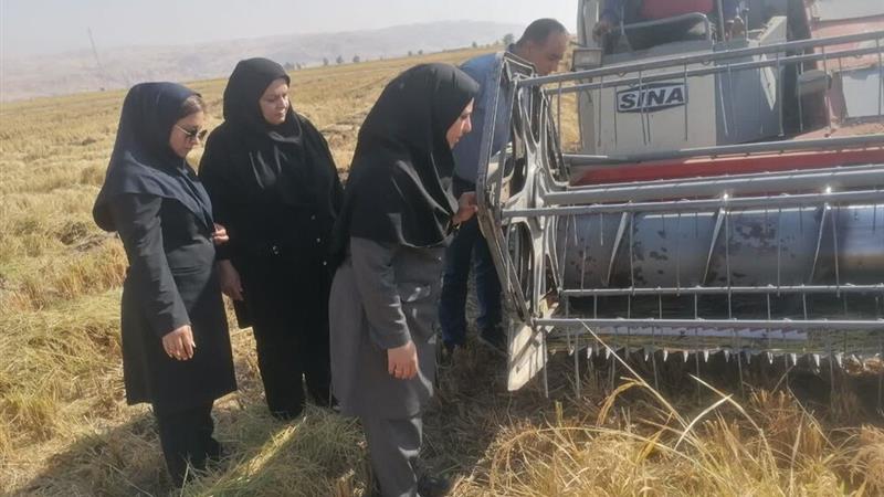 افزایش ۶۴ درصدی کشت مکانیزه کلزا در دره‌شهر