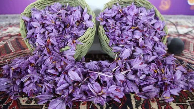 ثبت جهانی نشان جغرافیای زعفران قاینات؛ نقطه عطفی در صادرات و کیفیت محصول