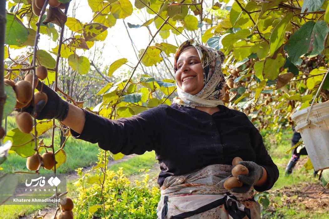 عکس/ برداشت کیوی صادراتی در گیلان