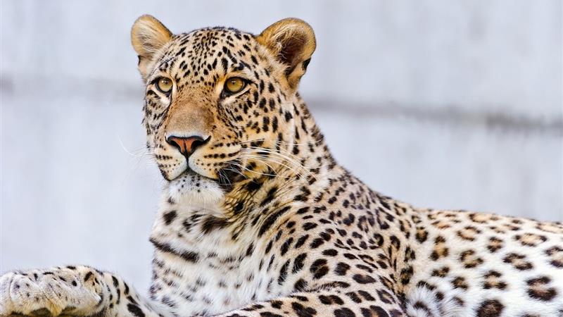 ظهور باشکوه پادشاه کوهستان در سپیدهدم خراسانشمالی