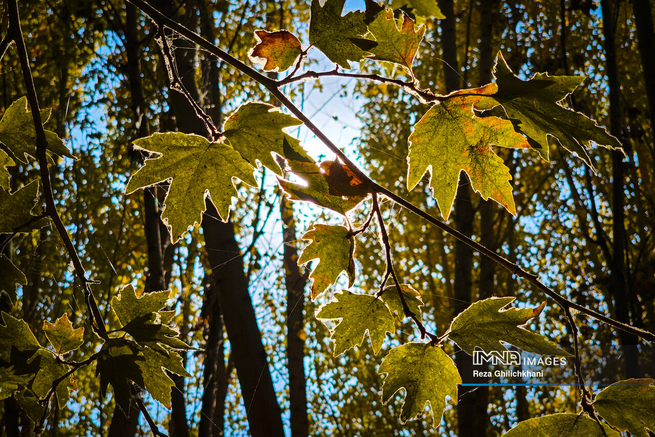 پاییز هزار رنگ باغبادران