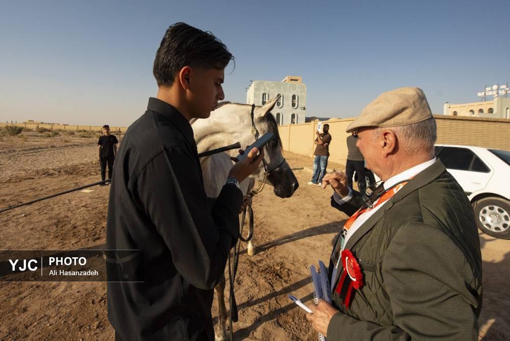 برگزاری مسابقات کشوری «زیبایی اسب عرب»