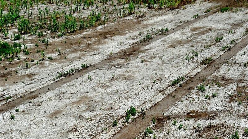 میزان شوری و قلیایی ۵۰ درصد از خاک خراسان شمالی بالاتر از اندازه استاندارد