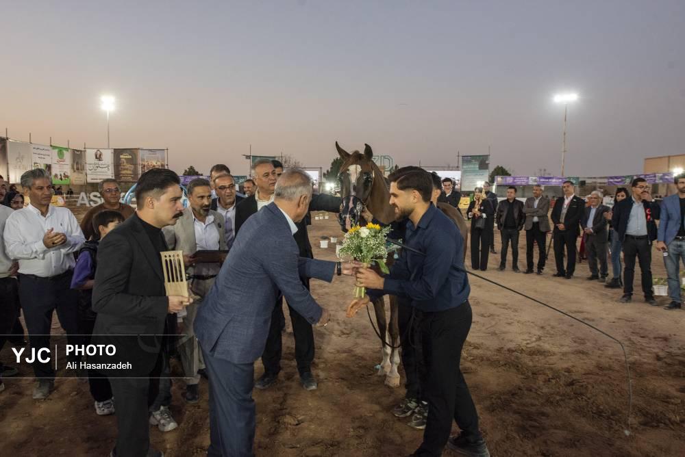 برگزاری مسابقات کشوری «زیبایی اسب عرب»