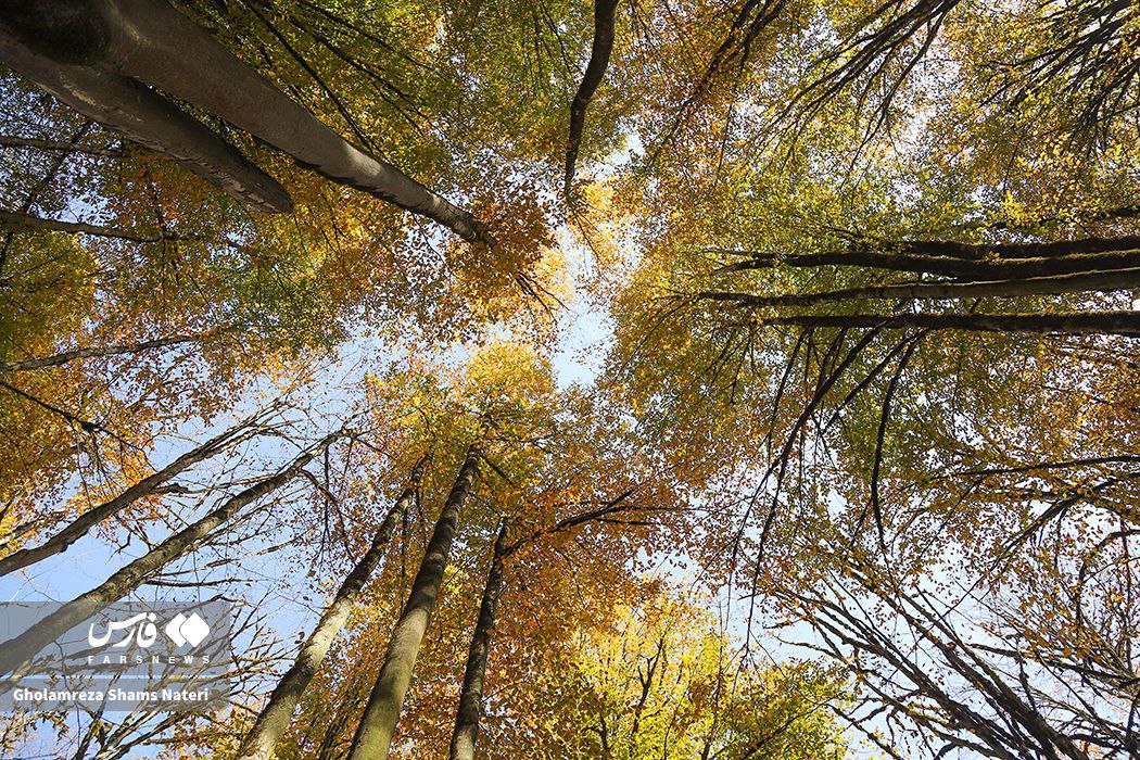 رخت پاییز بر تن جنگل‌های کلاردشت