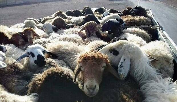 توقیف محموله احشام قاچاق در آغاجاری