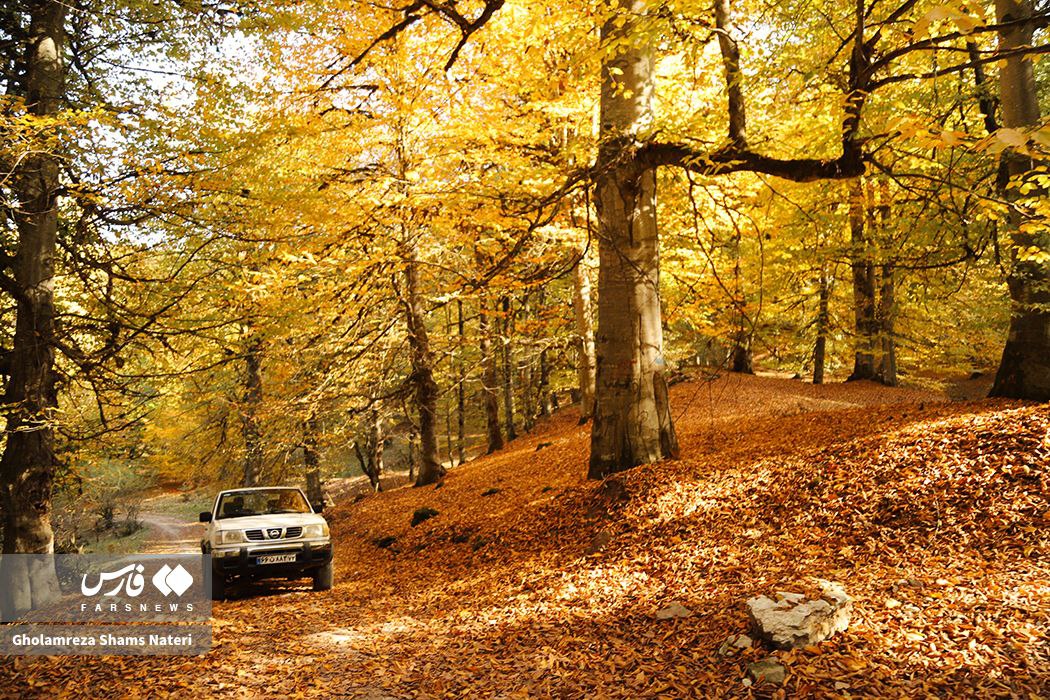 رخت پاییز بر تن جنگل‌های کلاردشت