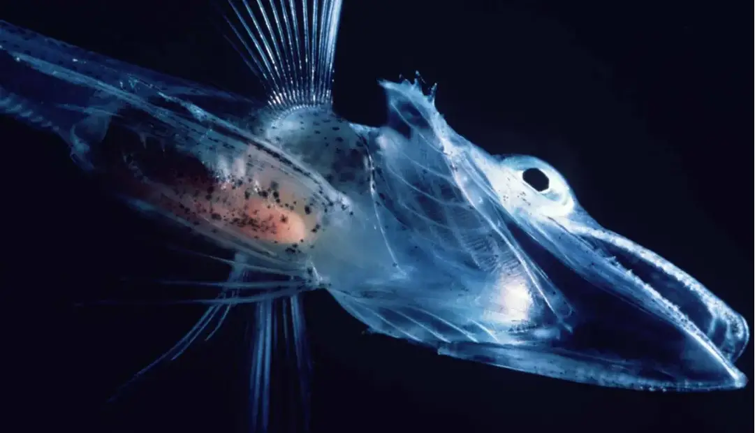 چطور برخی ماهیها در دمای زیر صفر جنوبگان یخ نمیزنند؟