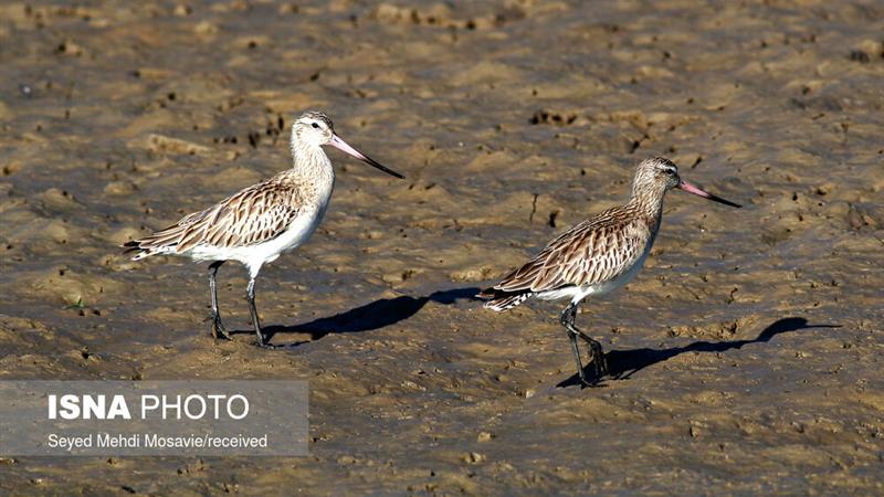 پایش میدانی زیستگاههای پرندگان مهاجر در خاش