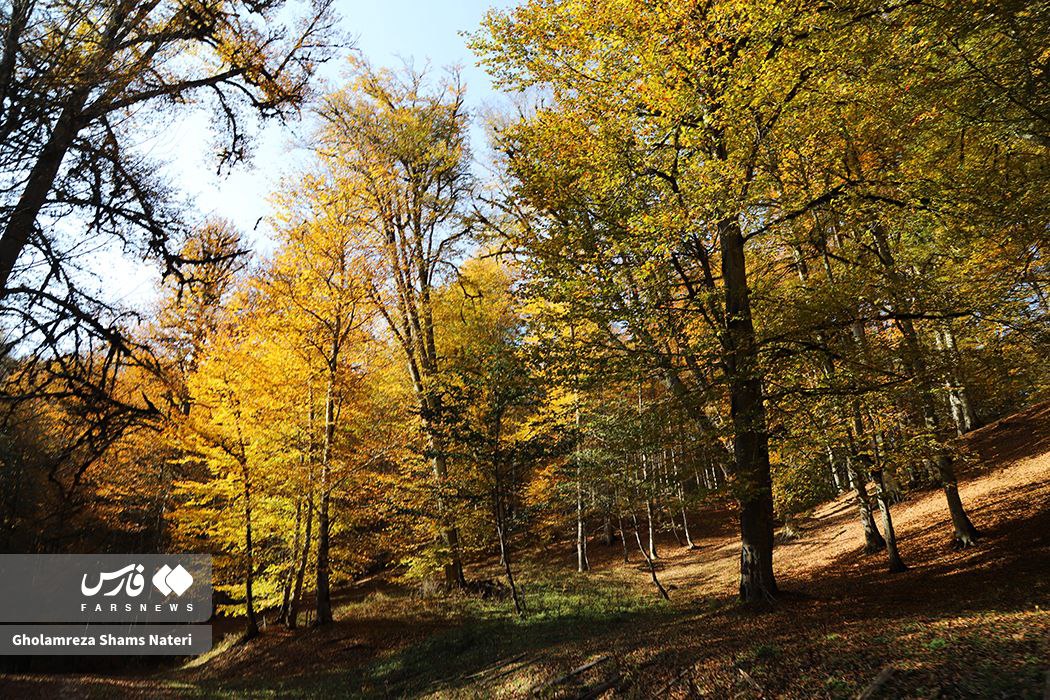 رخت پاییز بر تن جنگل‌های کلاردشت