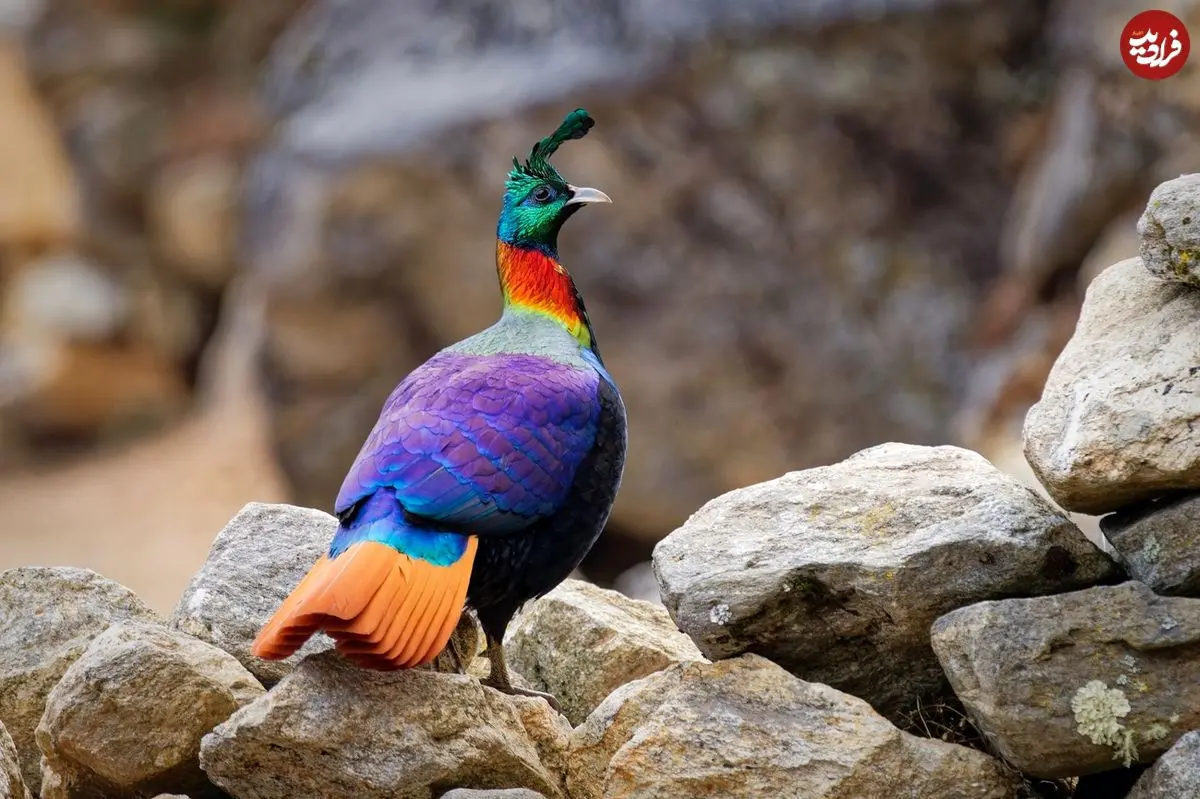 گوناگون/ «کاکلپری»؛ پرندهای که مثل جواهر در کوهستانهای آسیا میدرخشد