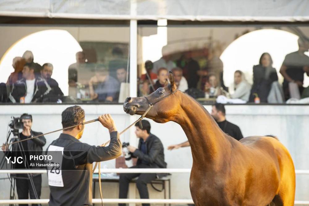 برگزاری مسابقات کشوری «زیبایی اسب عرب»