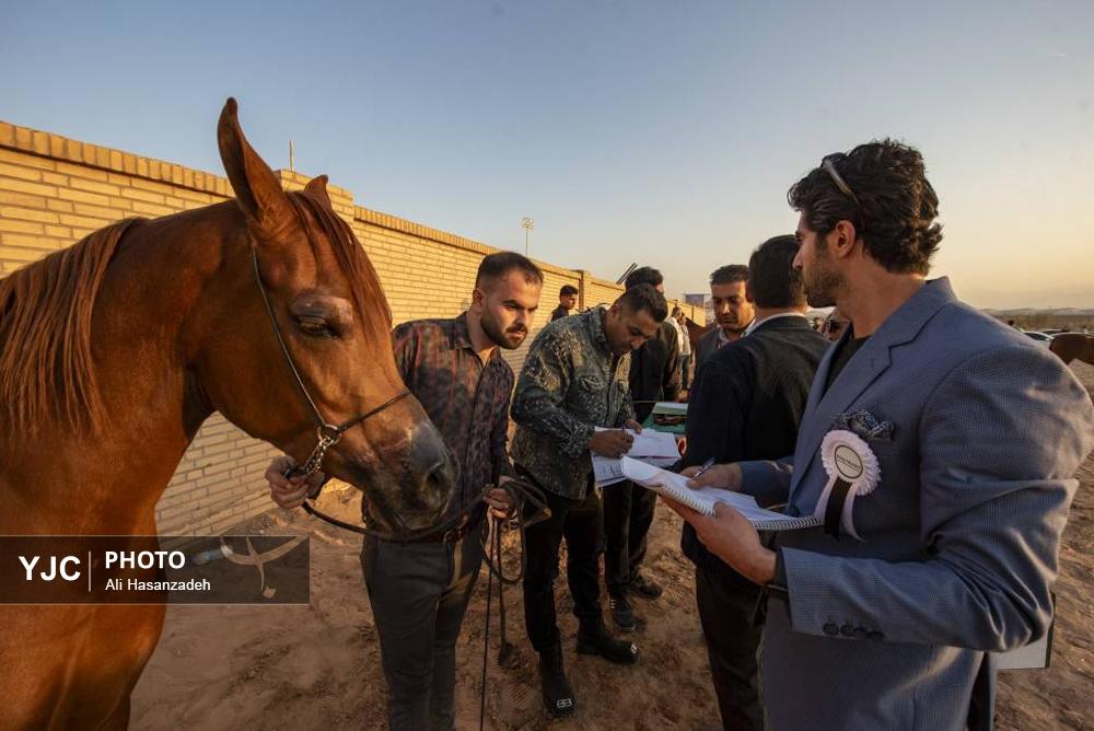 برگزاری مسابقات کشوری «زیبایی اسب عرب»