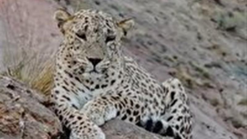 تصویری از بزرگترین پلنگ دنیا در پارک ملی سالوک ثبت شد