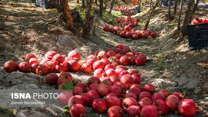 ۱۰ ایده فناورانه برتر ملی برای تحول زنجیره ارزش انار معرفی شد