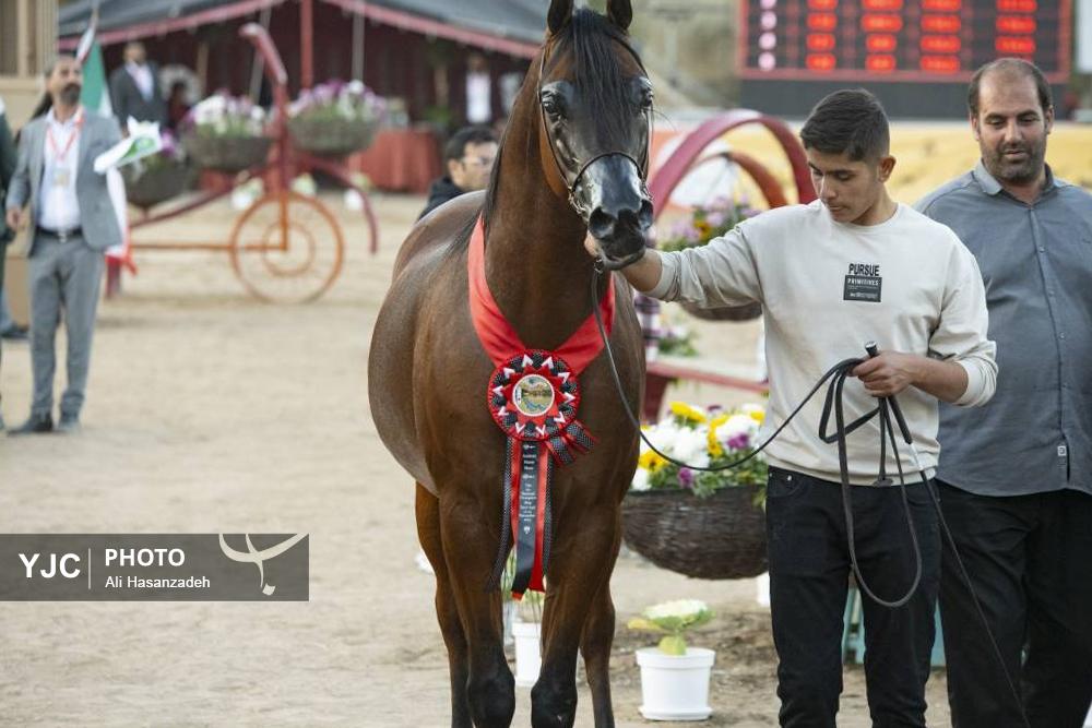 برگزاری مسابقات کشوری «زیبایی اسب عرب»