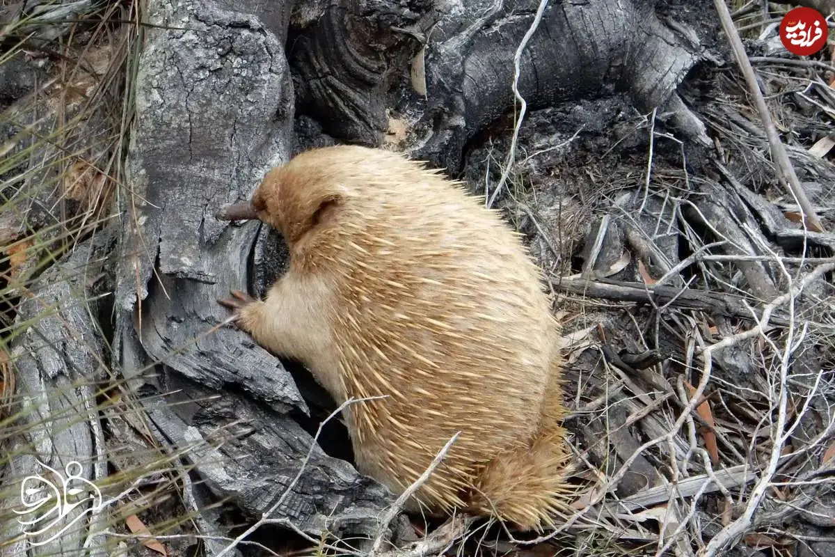 گوناگون/ کشف پستاندار عجیبی که مثل پرنده تخم میگذارد!