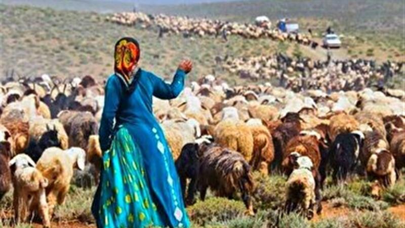 پرورش ۶۰ هزار رأس دام سبک توسط عشایر استان زنجان