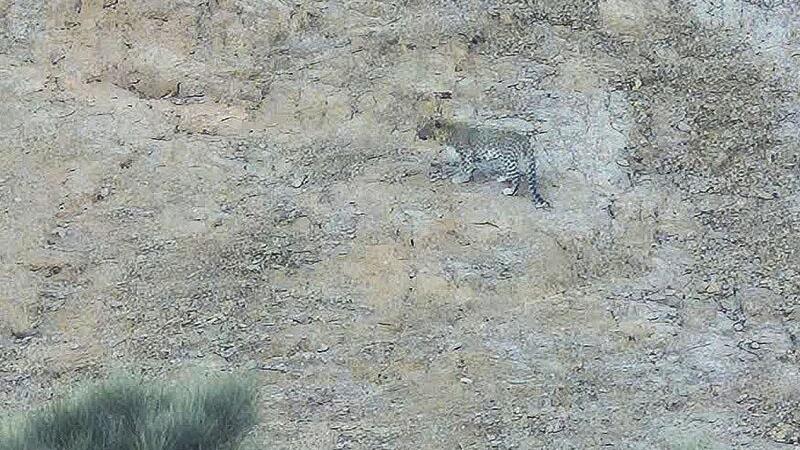 حضور پلنگ ایرانی در ارتفاعات خور و بیابانک تأیید شد