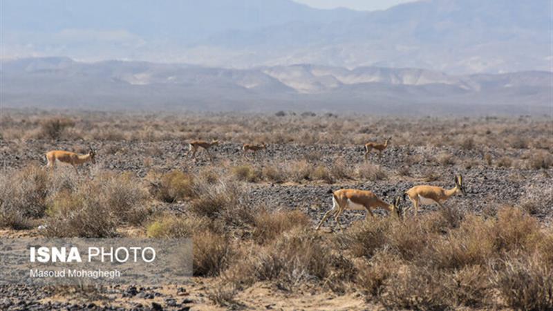 از ثبت حمله سگ به گله آهوهای جاشلوبار تا مشاهده دو خرس قهوهای در پرور