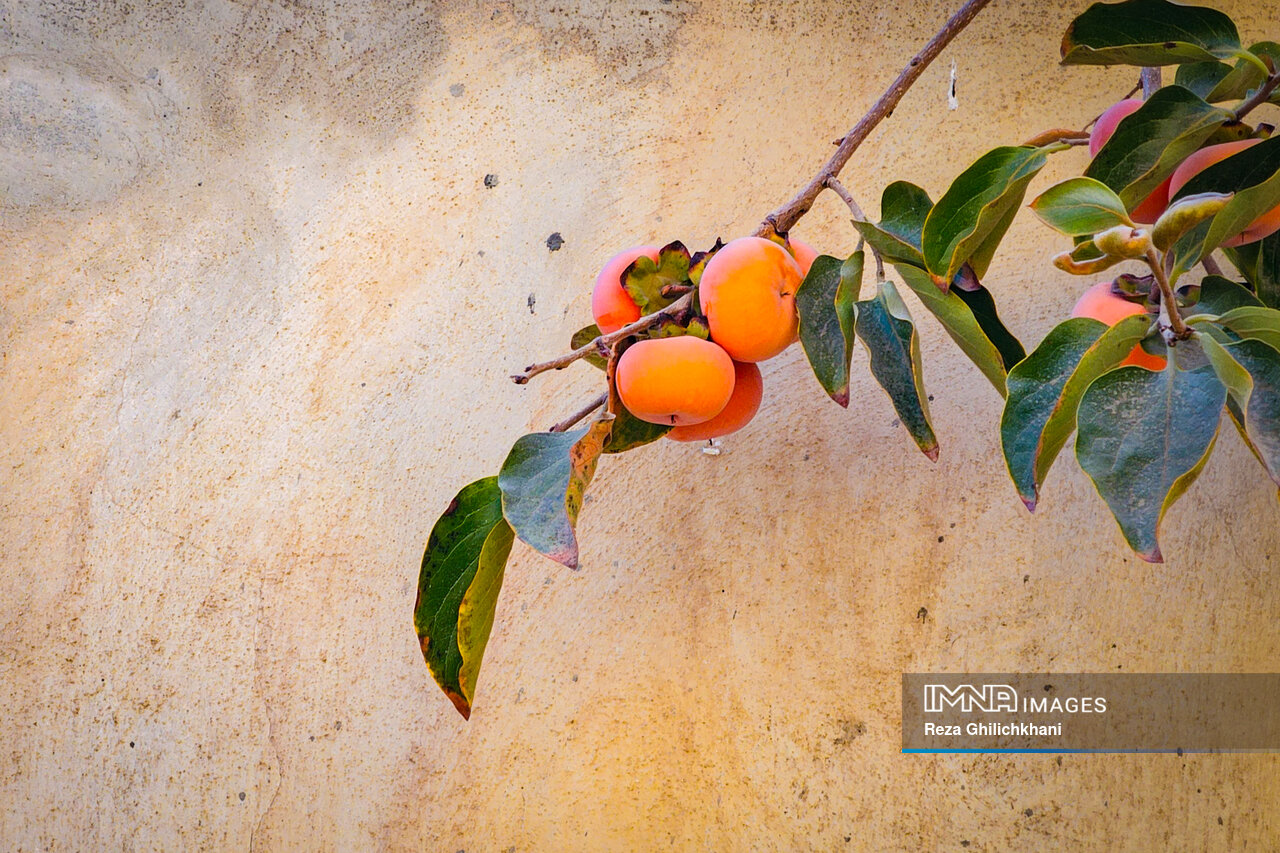 پاییز هزار رنگ باغبادران