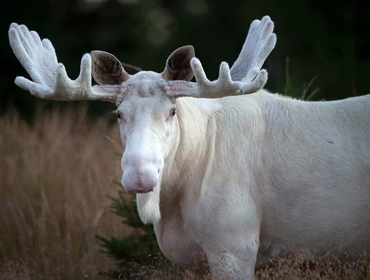 تصاویری نادر از گشت و گذار گوزنهای سفید آلبینو