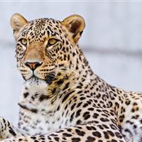 ظهور باشکوه پادشاه کوهستان در سپیدهدم خراسانشمالی