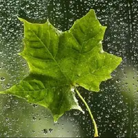 فیلم/ بارش شدید باران در شهر ایلام