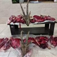 دستگیری شکارچیان متخلف در میامی