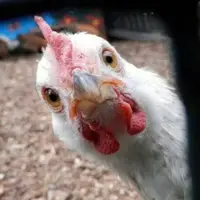 عاقبت مرغ های تریاکی از زبان رئیس سازمان دامپزشکی