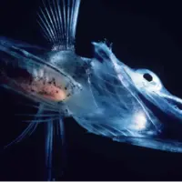 چطور برخی ماهیها در دمای زیر صفر جنوبگان یخ نمیزنند؟