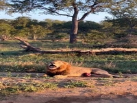 عواقب نبرد با گوزن گریبان گیر شیر شد !