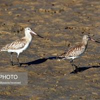 پایش میدانی زیستگاههای پرندگان مهاجر در خاش