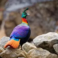 گوناگون/ «کاکلپری»؛ پرندهای که مثل جواهر در کوهستانهای آسیا میدرخشد