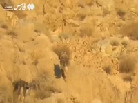 گله گرگهای خاکستری در جاشلوبار