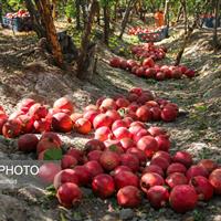 ۱۰ ایده فناورانه برتر ملی برای تحول زنجیره ارزش انار معرفی شد