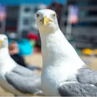 دانشمندان میگویند برای نجات غذایتان از دست مرغان دریایی کافی است بر سر آنها فریاد بزنید