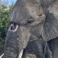 مشهورترین فیل پارک کروگر با سوراخ مادرزادی در خرطوم